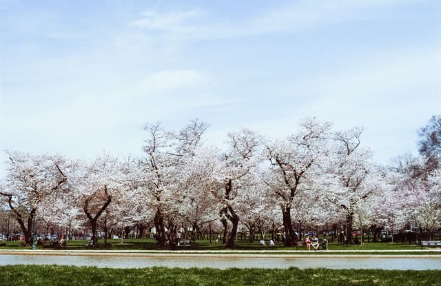 Cherry blossoms at Lower Senate Park.