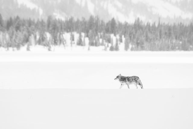 A coyote walking in the snow at Grand Teton National Park.