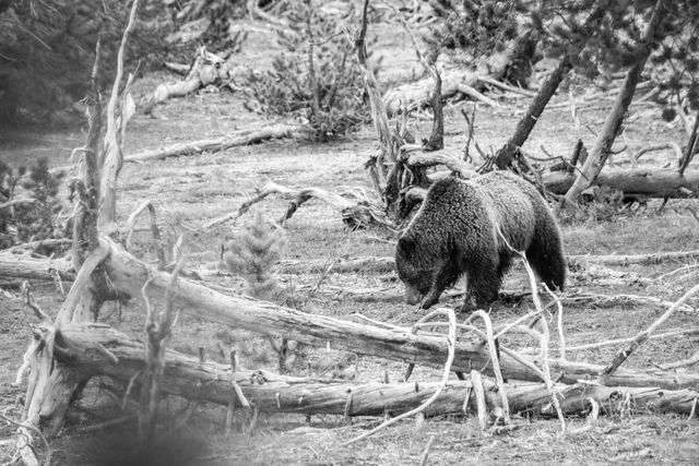 A grizzly sow digging for grubs in the rain near some fallen trees.