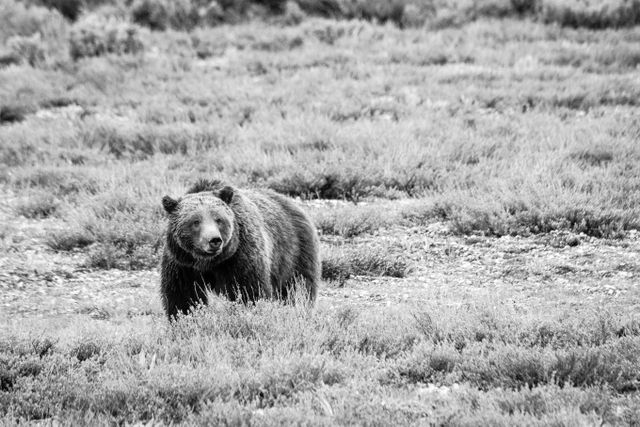 A grizzly sow, standing in an open field.