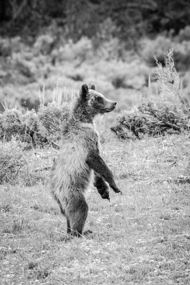 One of 399's cubs, standing on its hind legs among the sagebrush.