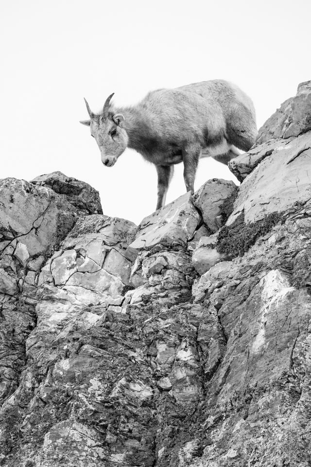 A bighorn ewe standing at the edge of a rocky cliff.