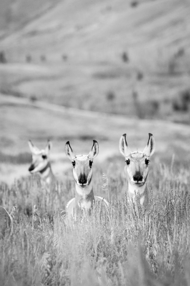 Three pronghorn in a field of sagebrush; two of them are looking towards the camera.