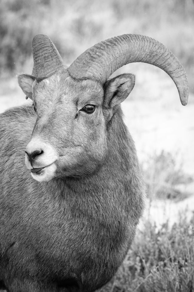 A portrait of a young bighorn ram.