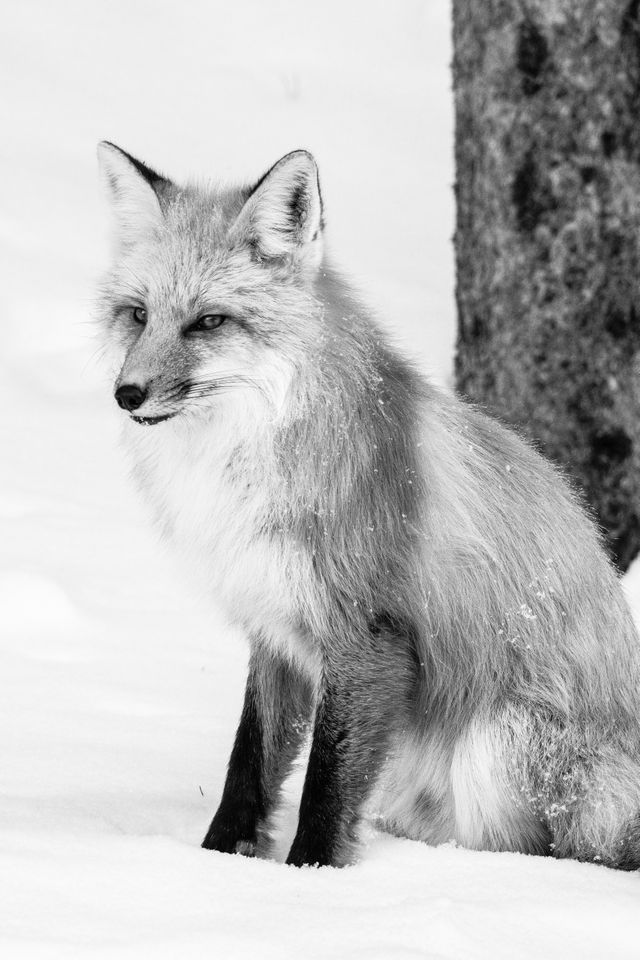 A red fox sitting in the snow next to a tree, looking towards the side.