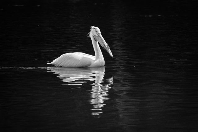 A white pelican floating on the Snake River.