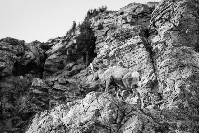 A bighorn sheep ram scrambling on a rock outcropping at Millers Butte in the National Elk Refuge.