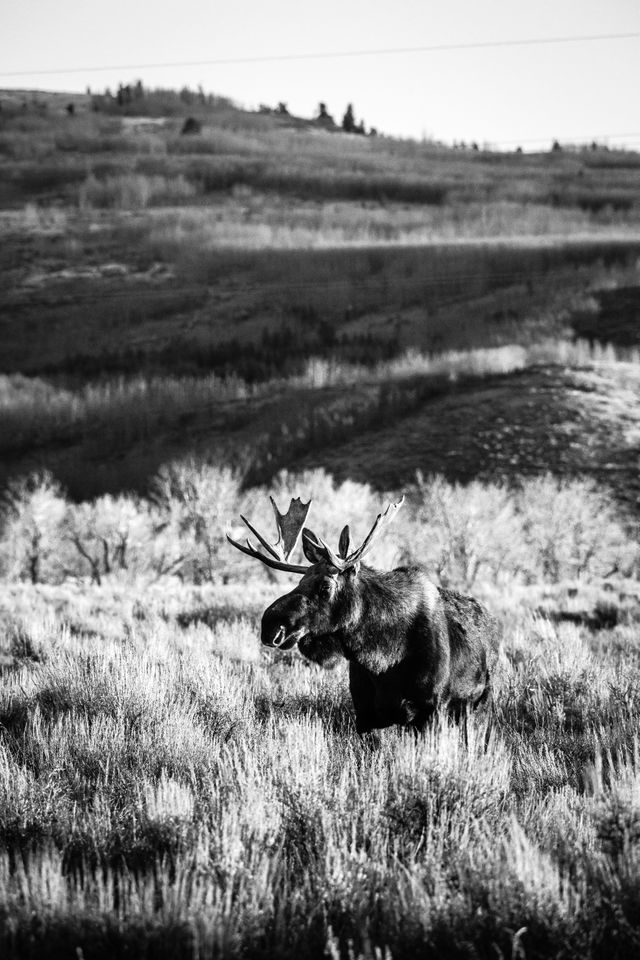 A bull moose standing in sagebrush. In the distance, bare trees, and a hill.