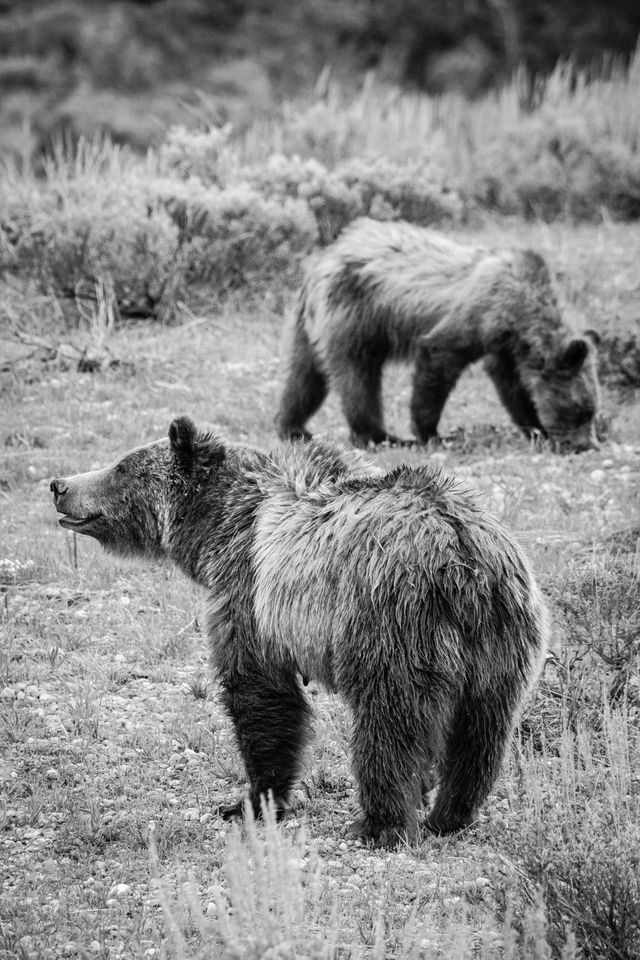 Grizzly 399, standing in a field looking to the left of the frame, while one of her cubs digs for food in the background.