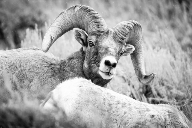 A portrait of a bighorn ram, looking directly at the camera over the back of an ewe standing next to him. He has a piece of brush sticking out of his mouth. Snowflakes can be seen in the air.