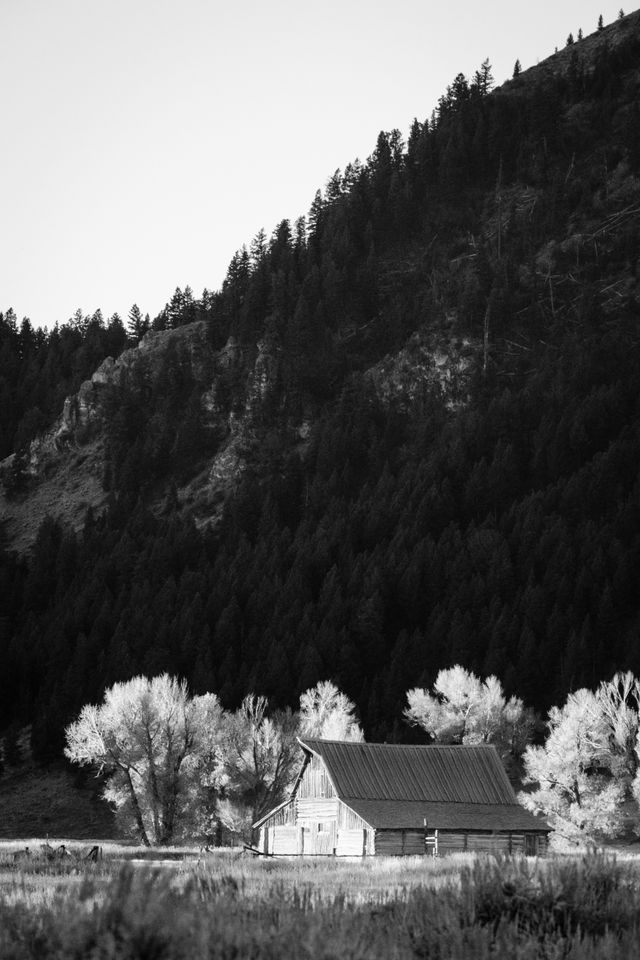 The T.A. Moulton barn at Mormon Row, at sunrise.