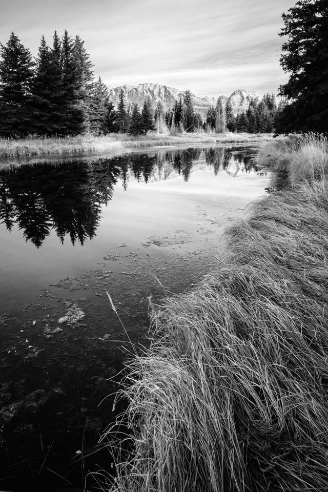 Reeds on the bank of the Snake River at Schwabacher Landing. In the background, Rockchuck Peak and Mount Moran.