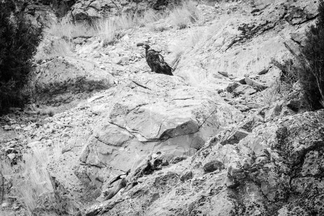 A large golden eagle perched on a large rock on a hillside. Seen below the rock is a partially-eaten elk carcass, and a magpie feasting on it.