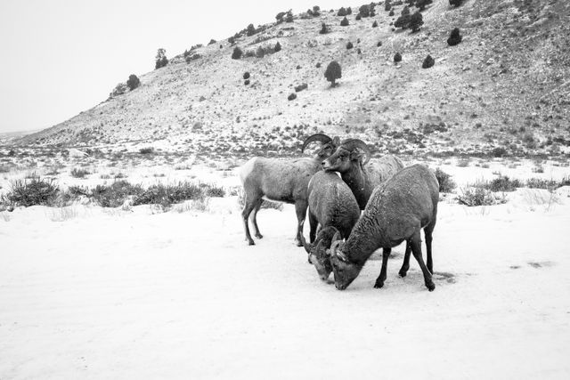 Four bighorn sheep huddling on the road at the National Elk Refuge, with Millers Butte in the background.