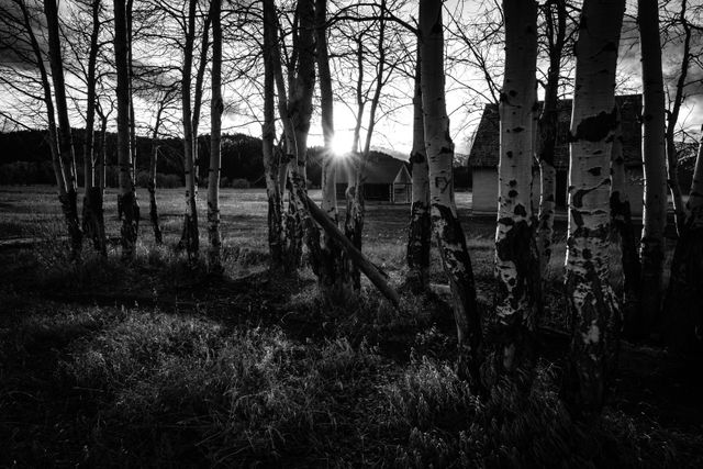 The Pink House and another house in Mormon Row, seen through bare aspen trees in late fall, while the sun sets.