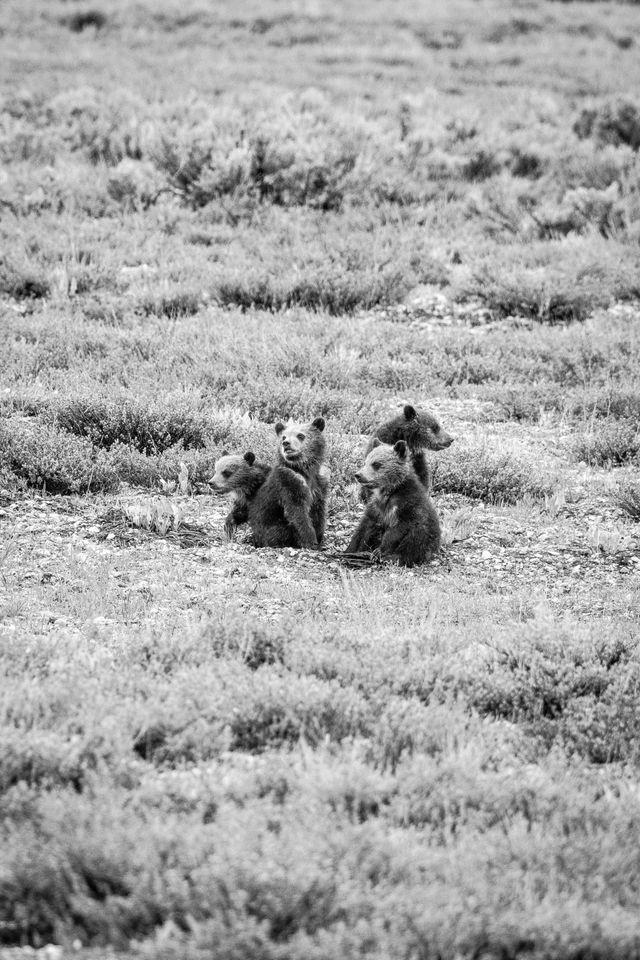 Four grizzly cubs, just sitting on the ground.