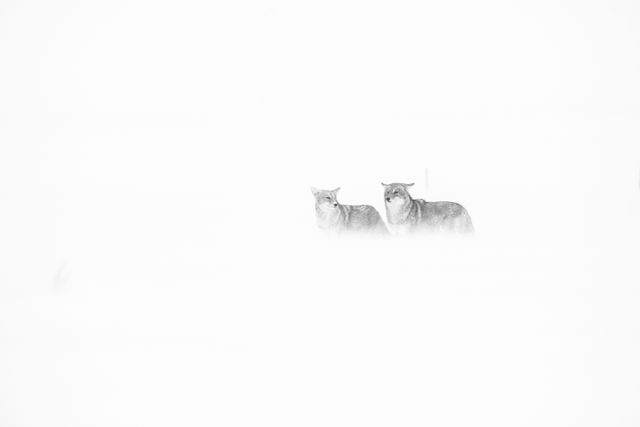 Two coyotes standing in blowing snow during a snowstorm in Grand Teton National Park.