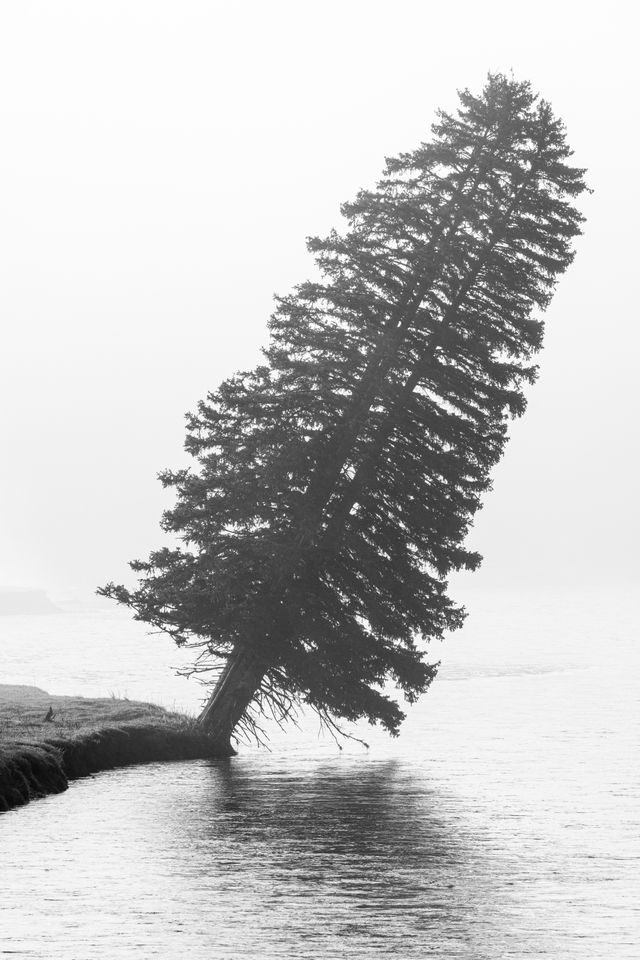 A tree tilted at about a 30° angle on the banks of the Snake River, and shrouded in fog.