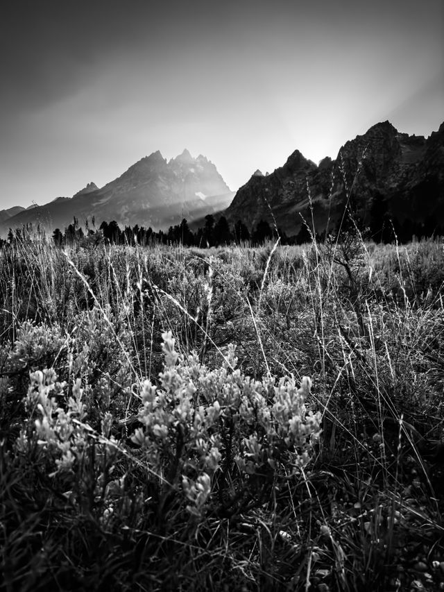 A close-up of sagebrush and grasses in a field. In the background, the sun setting behind the Tetons, with sun streams coming through Cascade Canyon.