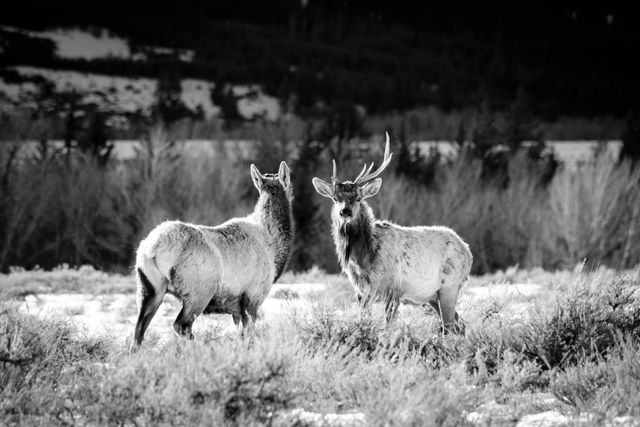 Two elk standing among the sage brush at Grand Teton National Park. One of the them, a bull elk with asymmetrical antlers, is facing the camera.