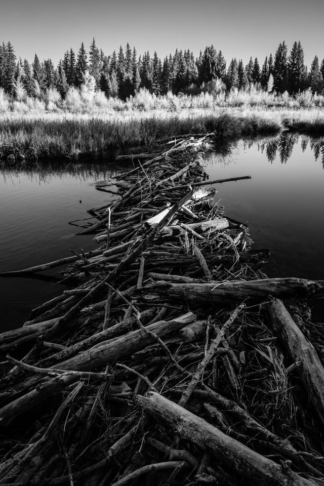 A head-on view of a beaver dam on the Snake River, at sunrise.