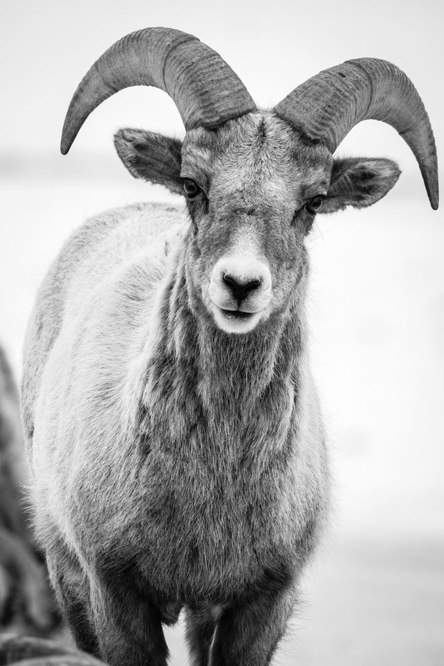 A head-on portrait of a bighorn ram.