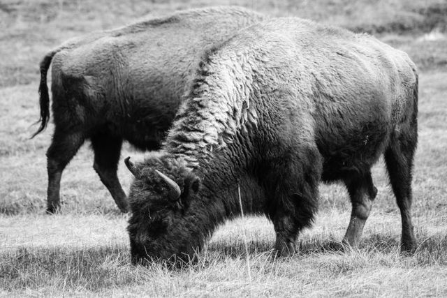 Two bison eating grass at Yellowstone National Park.