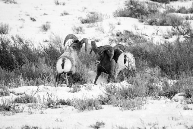 Three bighorn sheep rams butting heads on a hillside at the National Elk Refuge.