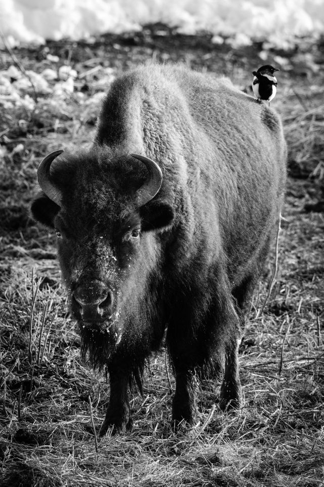 A bison standing near the Kelly Warm Spring with a magpie standing on its rump.