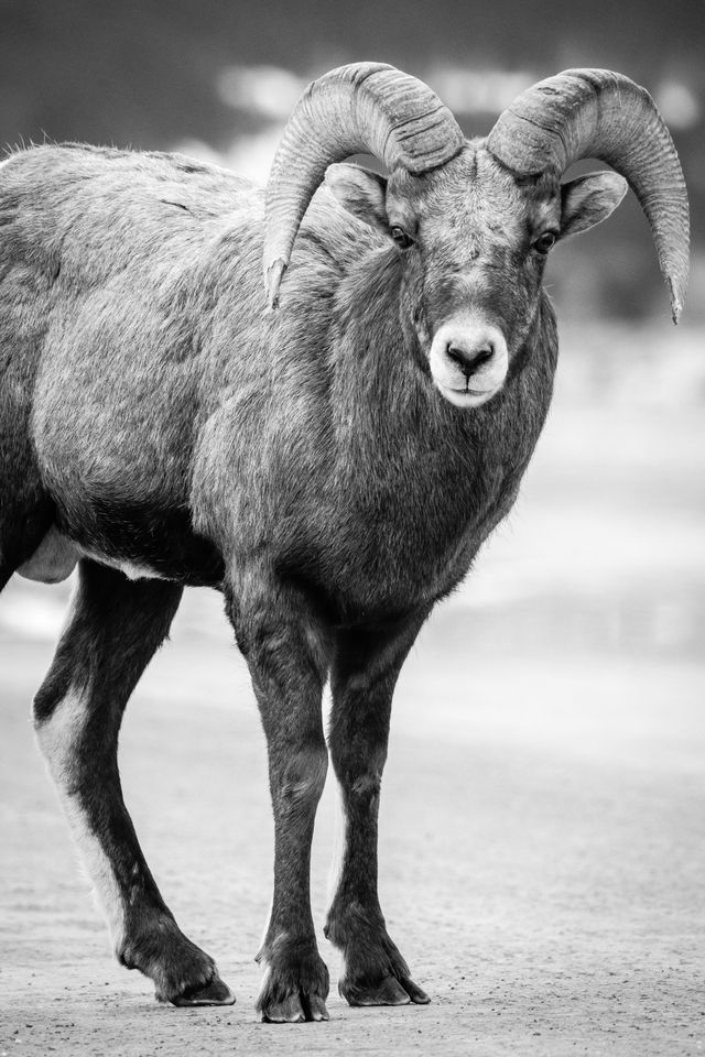 A portrait of a bighorn ram standing on a dirt road, looking towards the camera.