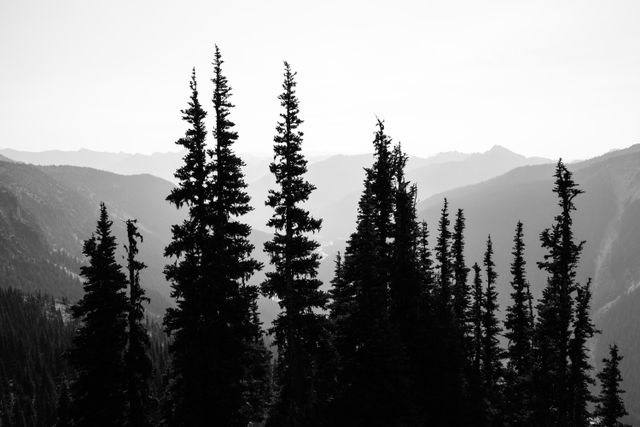 The silhouettes of a group of trees against the haze seen from the Glacier Overlook near Sunrise.