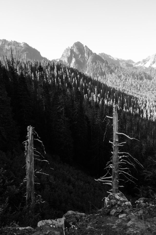 The trunks of two dead trees seen from Inspiration Point, with forests and peaks in the background.