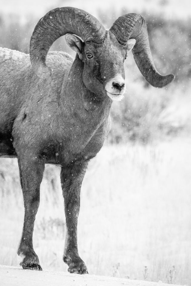 A bighorn ram standing on a snow-covered road, looking towards the camera.