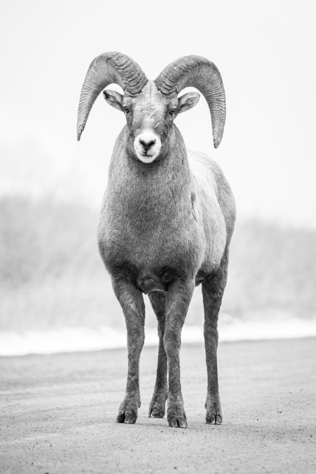 A head-on full-body portrait of a bighorn ram standing on a dirt road, looking towards the camera.