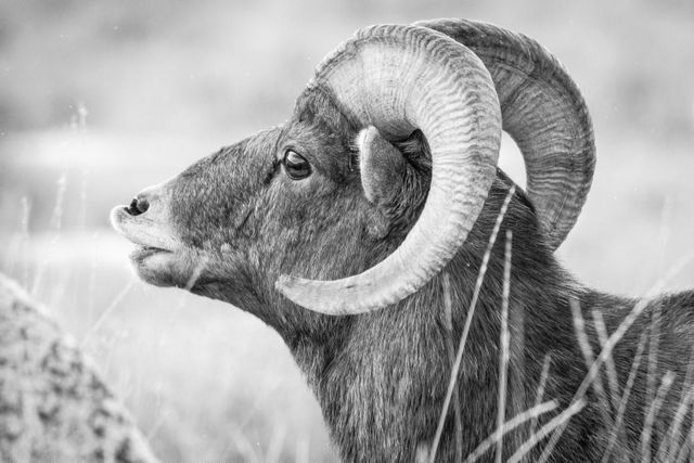 A close-up portrait of a bighorn ram, displaying its flehmen response.