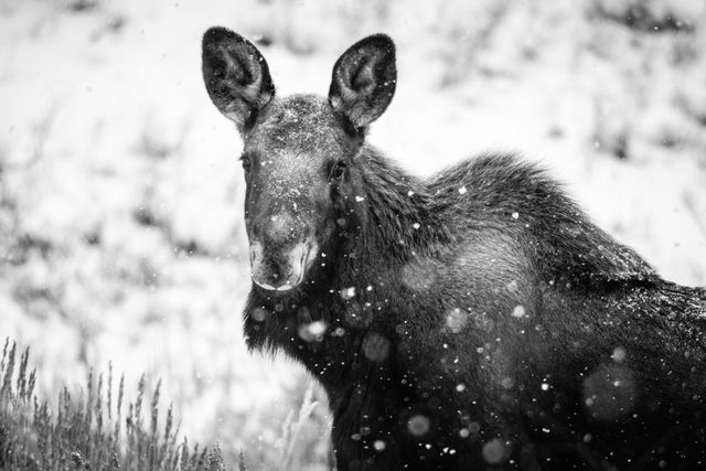 A portrait of a cow moose in snowfall.