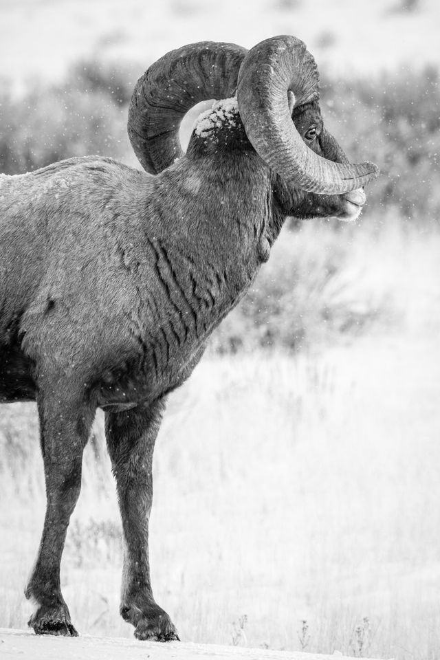 A bighorn ram standing on a snow-covered road, looking away from the camera.