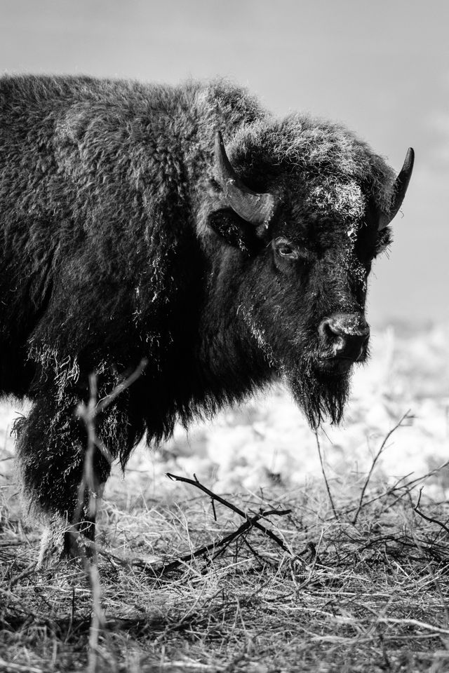 A frost-covered bison standing near the Kelly Warm Spring.