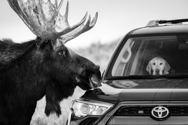 A moose staring at a dog with an incredulous look on its face inside an SUV parked alongside Antelope Flats Road.