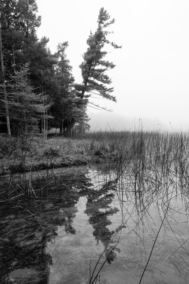 A tilted tree reflected off the surface of Otter Lake, on a foggy morning.