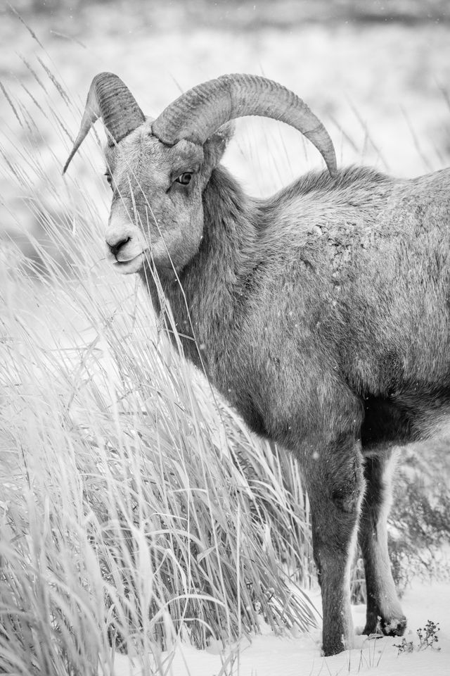 A bighorn ram standing next to snow-covered grasses on the side of the road, looking in the direction of the camera.