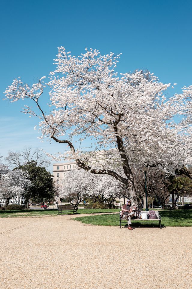 A blooming cherry tree at Lower Senate Park, Washington, DC.