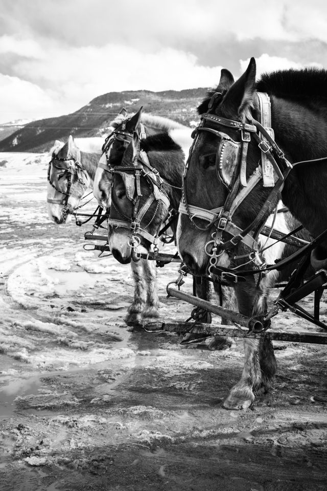 Tom and Selleck lined up with a couple other horses at the end of a wagon tour at the National Elk Refuge.