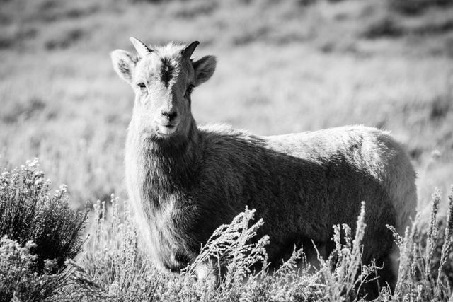 A young bighorn lamb, standing in a field of sagebrush, looking towards the camera.