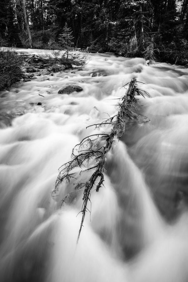 A long exposure photograph of Granite Creek, flowing around a small pine tree and a fallen tree.