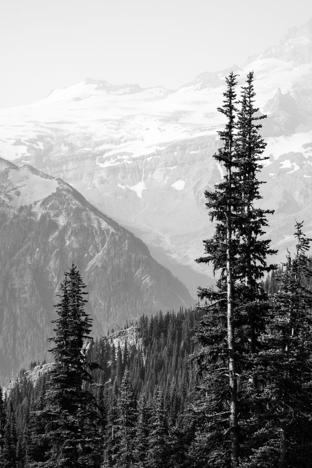 Mountains and forests seen behind a group of trees at Mt. Rainier National Park.