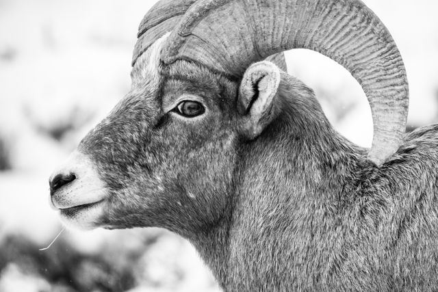 A close-up portrait of a bighorn sheep ram, from the side. A small twig is protruding from his mouth.