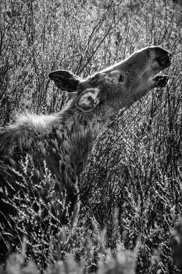 A young moose munching on some willows. Its coat around its shoulders, where it's losing its winter fur, is very patchy.