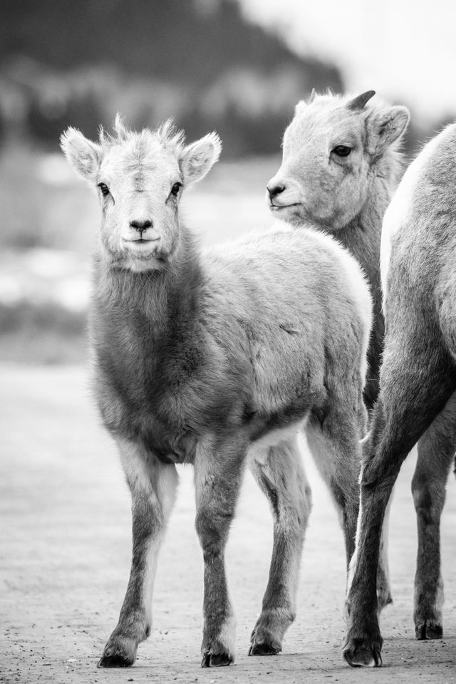 Two bighorn lambs standing on a dirt road. The one in the foreground is looking directly at the camera. The back leg of a third bighorn sheep is visible to the right of the frame.