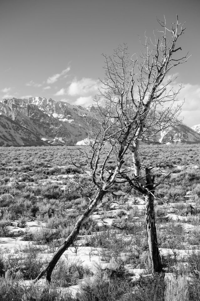 Two trees leaning against each other at Antelope Flats, with the Tetons in the background.